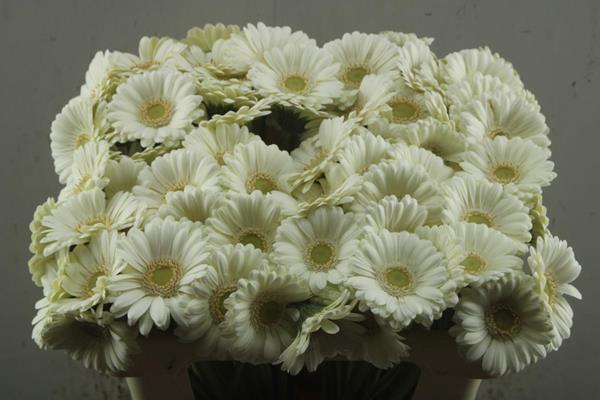 <h4>Ge Mi Albino (wit) 'los'</h4>