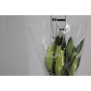 LIRIO PREMIUM BLOND