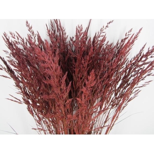 Calamagrostis Brachy Bordeaux