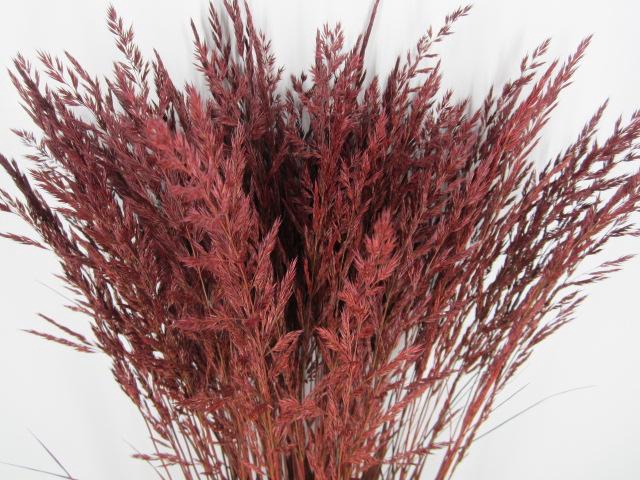 <h4>Calamagrostis Brachy Bordeaux</h4>