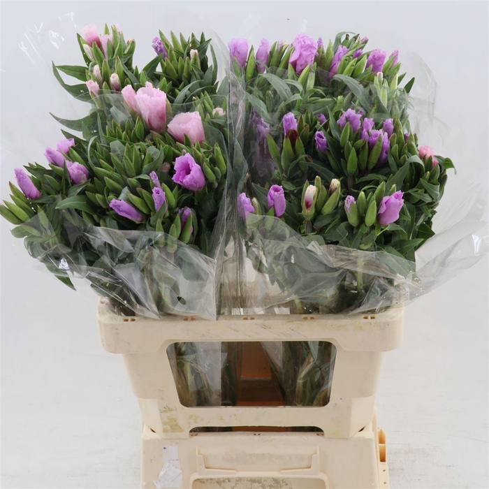 <h4>Clarkia Lavendel</h4>