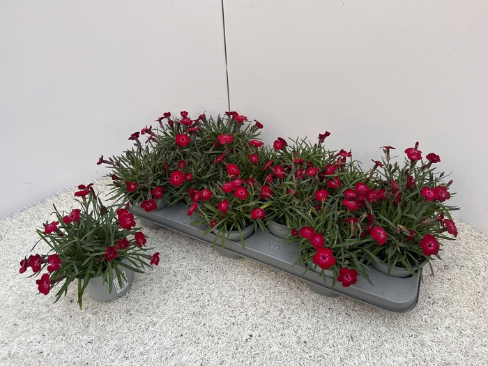 <h4>DIAN DI RED FLASH</h4>