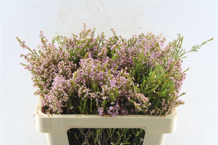 <h4>Kaaps Erica Pink</h4>