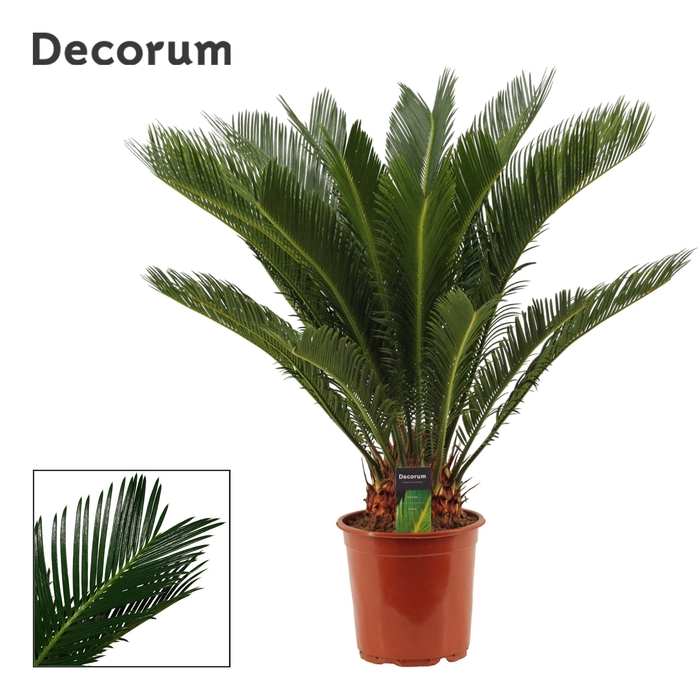 <h4>Cycas Revoluta 21 cm Decorum, 17+ veren</h4>