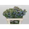 Oxypetalum Tweedia Blue