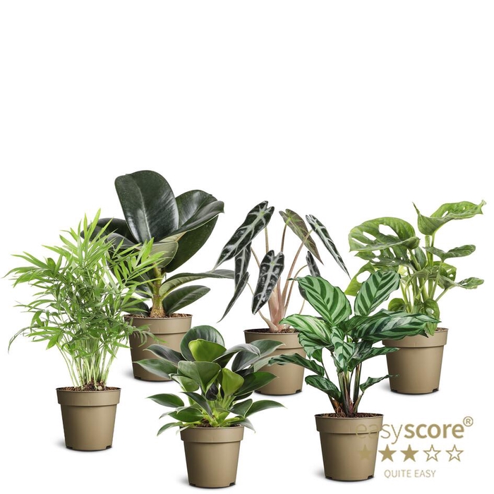 <h4>MIX COLLI P9 GREEN MIX</h4>