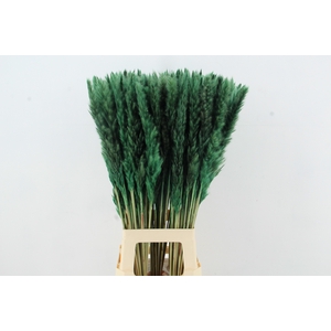 DF Pampas Silvy D.Green