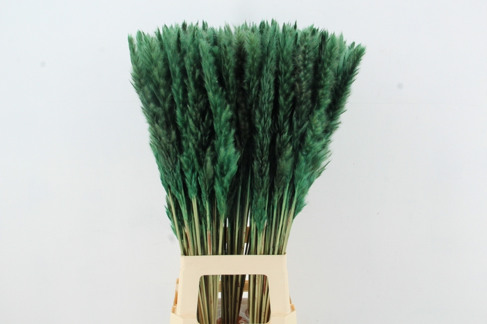 <h4>DF Pampas Silvy D.Green</h4>