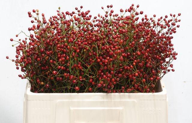 <h4>Rosa F Aut Splendor</h4>