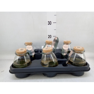 Arr. Waterplanten L%