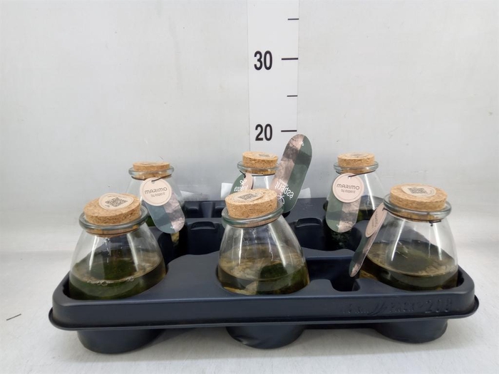 <h4>Arr.   Waterplanten L%</h4>