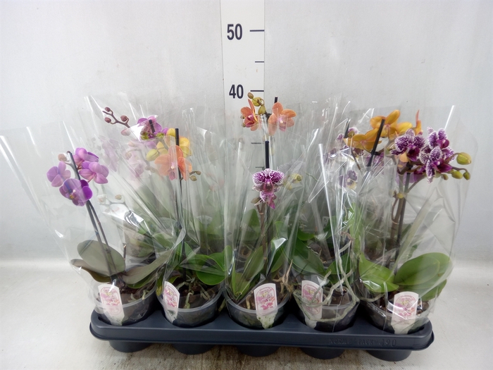 <h4>Phalaenopsis multi.   ...mix  4</h4>