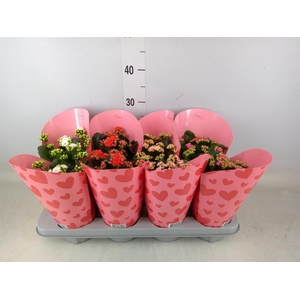 Kalanchoe blos.   ..rosebud mix