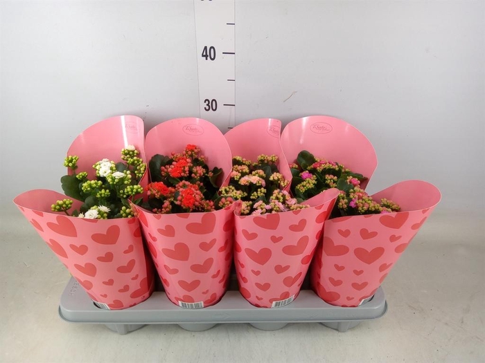<h4>Kalanchoe blos.   ..rosebud mix</h4>
