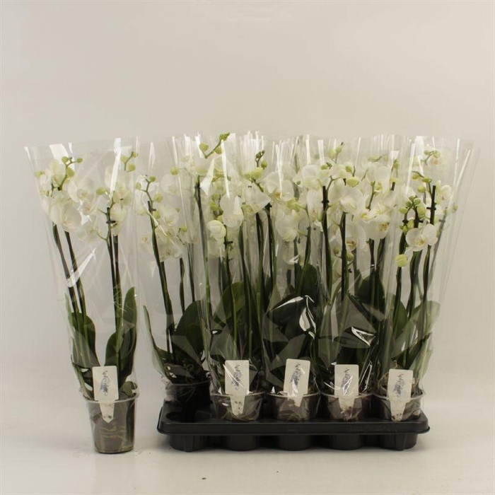 <h4>PHAL OV WIT</h4>