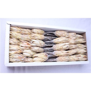 Repens Cream White Washed ( X 50 St )