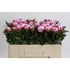 Paeonia Ussiknow