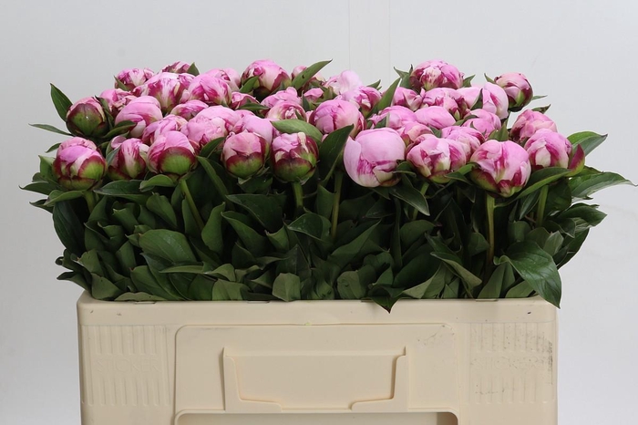 Paeonia Ussiknow