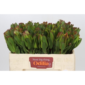 Leucadendron Laurel Yellow