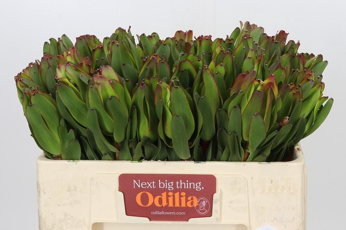 <h4>Leucadendron Laurel Yellow</h4>
