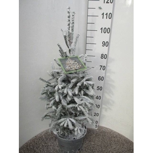 PICEA GLAUCA SUPER SNOW P28 100CM