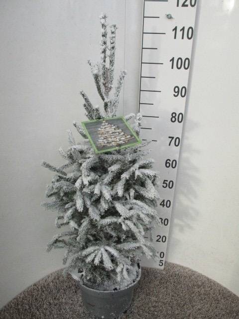 <h4>PICEA GLAUCA SUPER SNOW P28 100CM</h4>