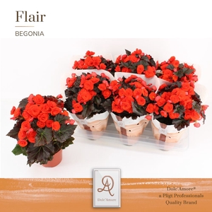 Begonia Mocca Orange
