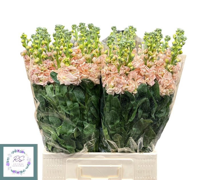 <h4>MATTH IRON APRICOT</h4>