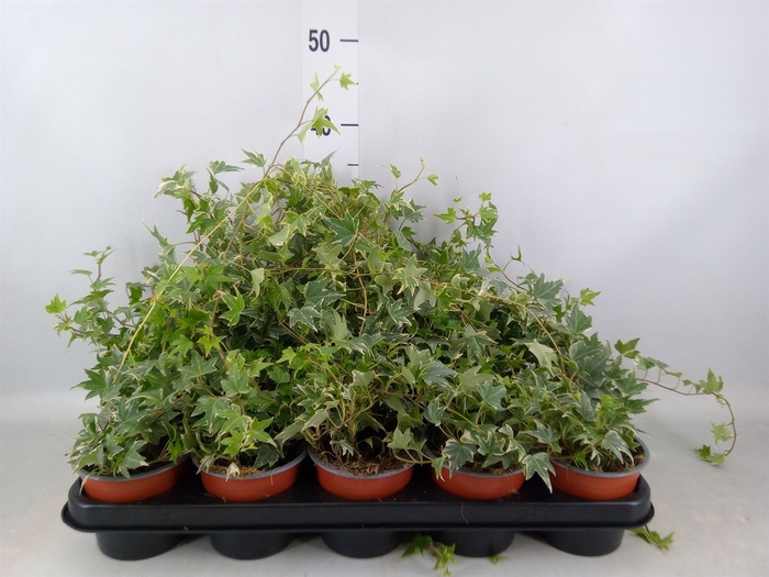 <h4>Hedera helix 'White Ripple'</h4>