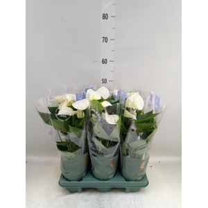 Anthurium  'Karma White'
