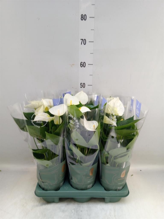 <h4>Anthurium  'Karma White'</h4>