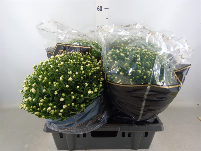 <h4>Chrysanthemum   ..</h4>