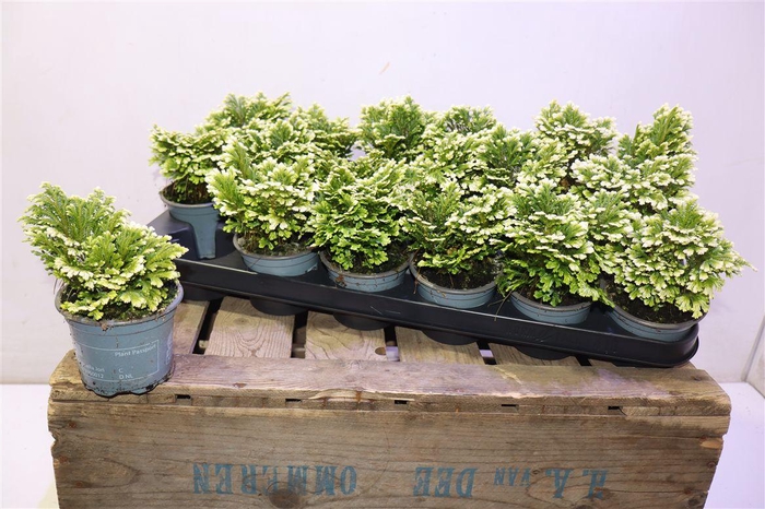 <h4>Selag M Jori</h4>