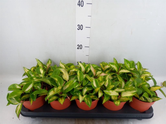 <h4>Hoya carnosa 'Tricolor'</h4>