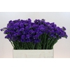 Limonium sinuatum Navy Sun Birds