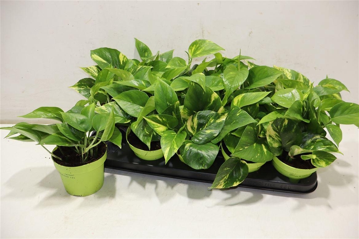 <h4>Epipr Aureum</h4>