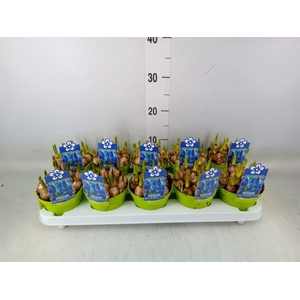 Muscari  'Magic Blue'