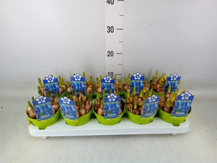 <h4>Muscari 'Magic Blue'</h4>