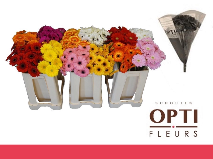 <h4>Germini Mix Water</h4>