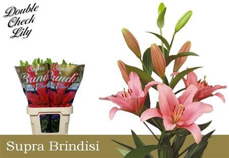 <h4>Li La Brindisi 5+</h4>