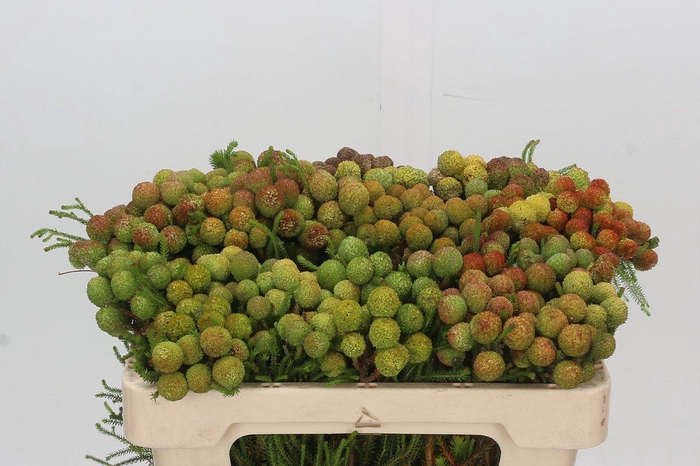 <h4>Kaaps Groen Baubles</h4>