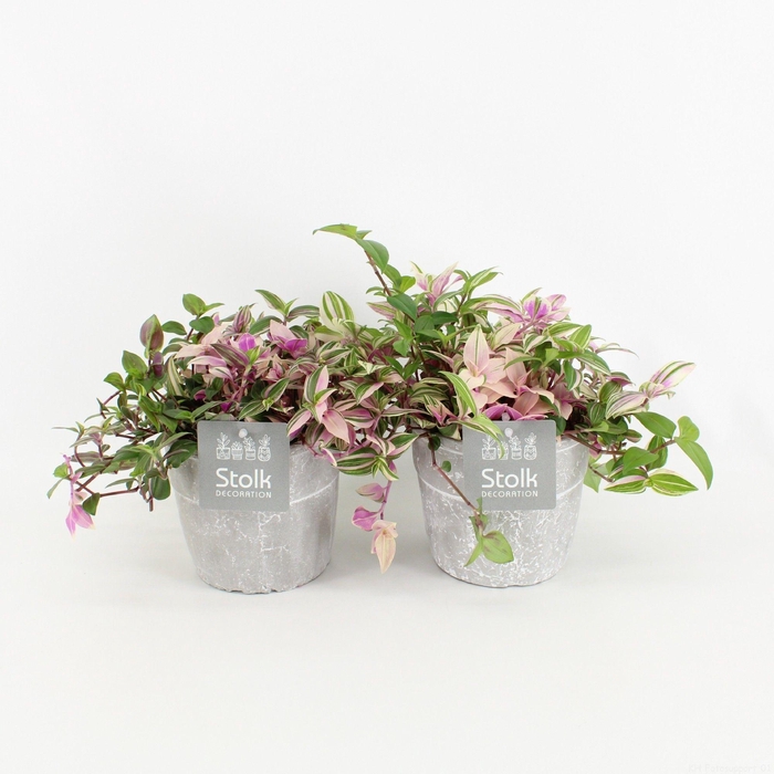 <h4>Tradescantia Quadricolor in Stone Look Pot</h4>