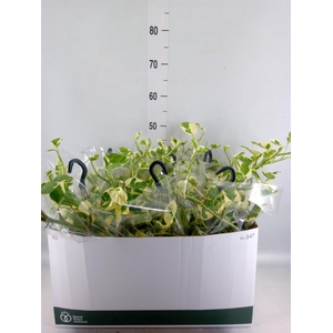 Epipremnum pinn. 'NJoy'