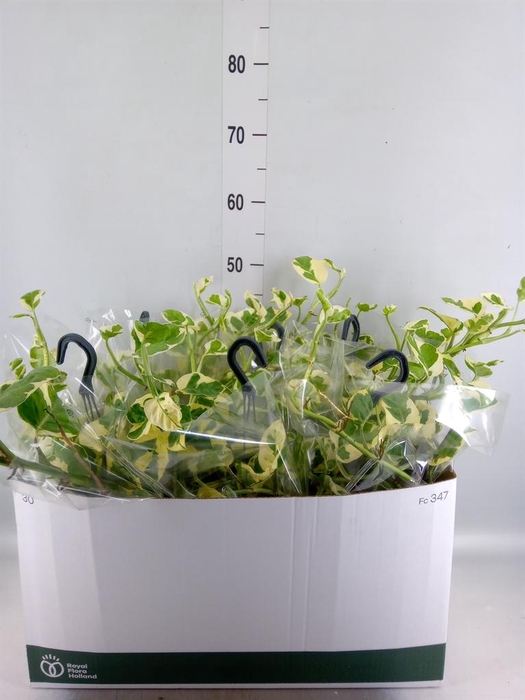 <h4>Epipremnum pinn. 'NJoy'</h4>