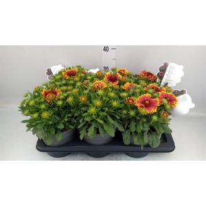 Gaillardia aristata