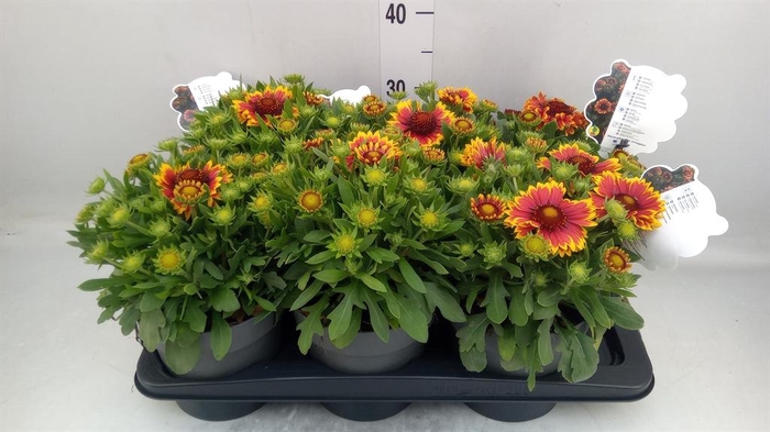 <h4>Gaillardia aristata</h4>