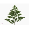 LEDERVAREN EXTRA VACUUM FINE FERNS