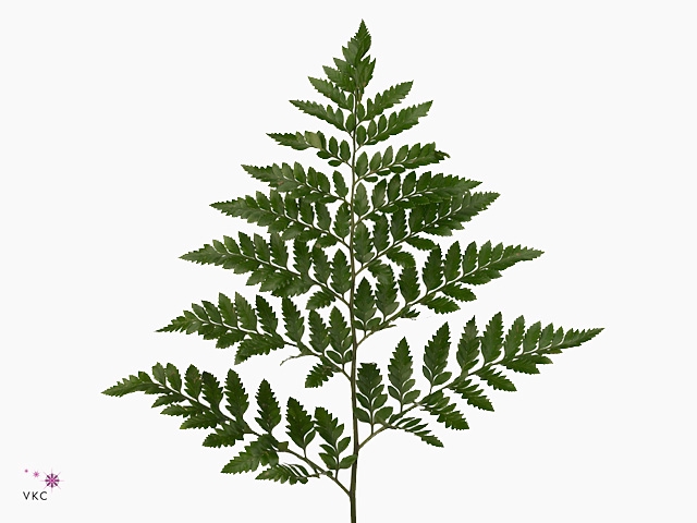 LEDERVAREN MEDIUM FINE FERNS