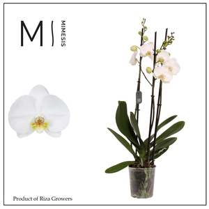 Phalaenopsis Nottingham 3 spike – 12cm | Mimesis