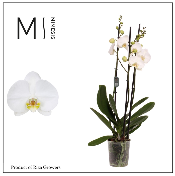 <h4>Phalaenopsis Nottingham 3 spike - 12cm | Mimesis</h4>